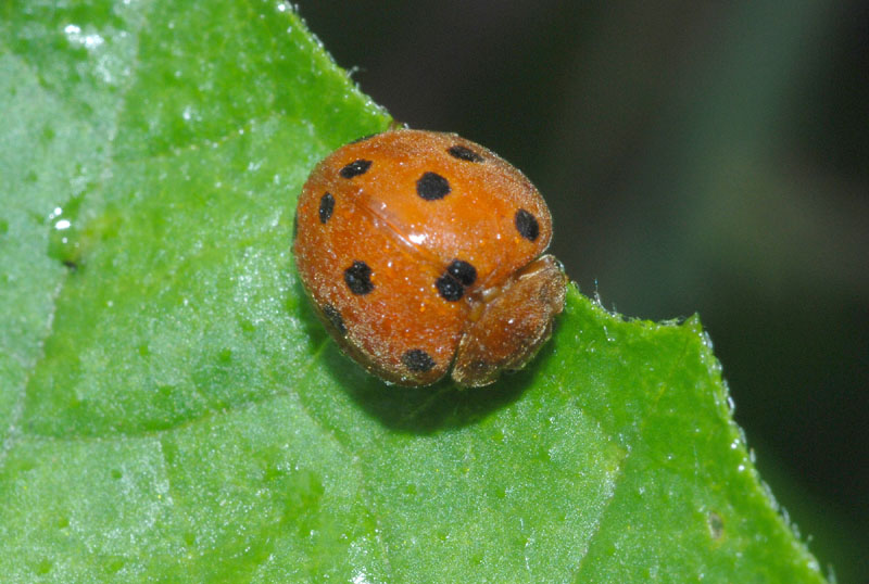 Henosepilachna argus e Subcoccinella vigintiquatuorpunctata